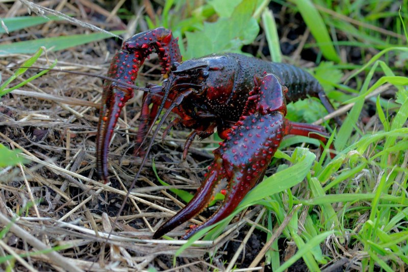 Procambarus virginalis
