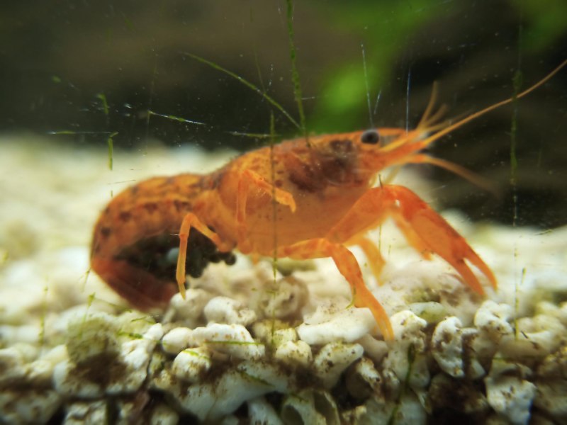 Cambarellus texanus содержание