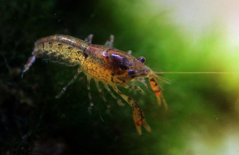 Blue Crayfish