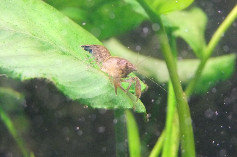 Cambarellus texanus содержание
