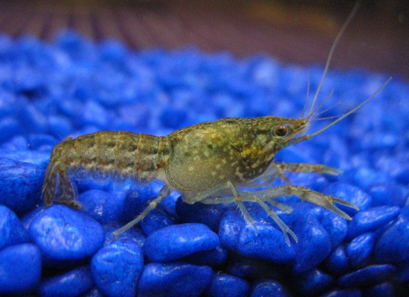 Procambarus alleni синий Флоридский рак.