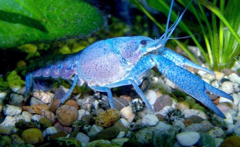 Lobster Mini Mexican