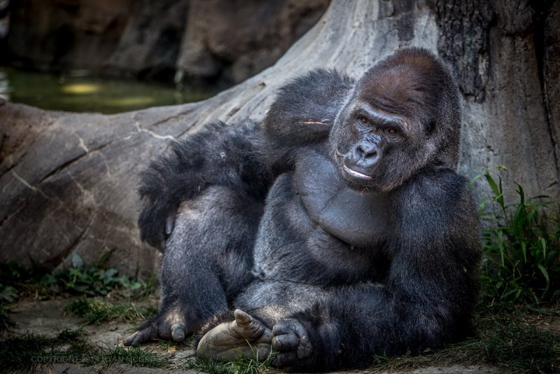 Голубая горилла (57 фото)