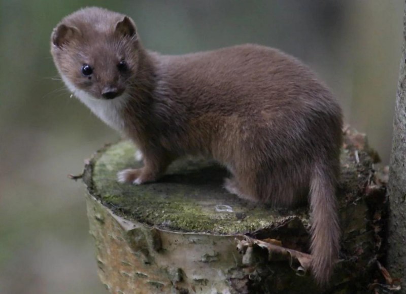 Ласка (Mustela nivalis)