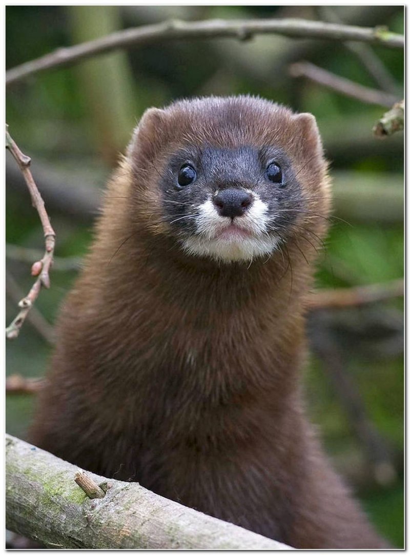 Европейская норка (Mustela lutreola)