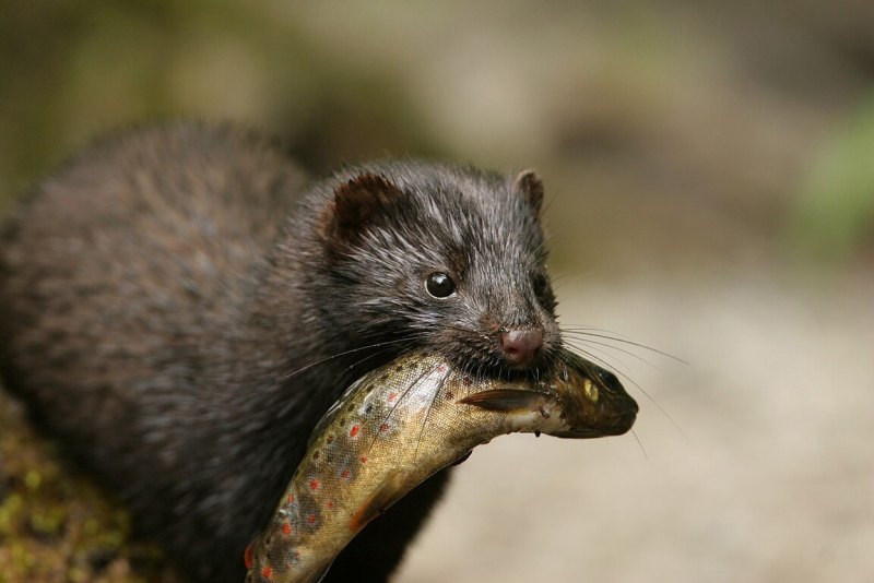 Американская норка (Mustela Vison)