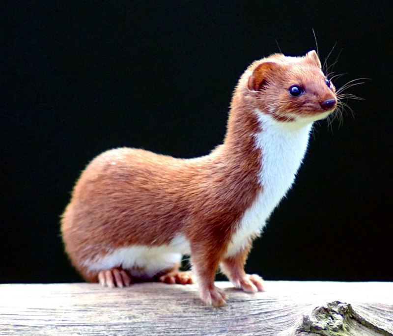 Хорёк домашний коричневый