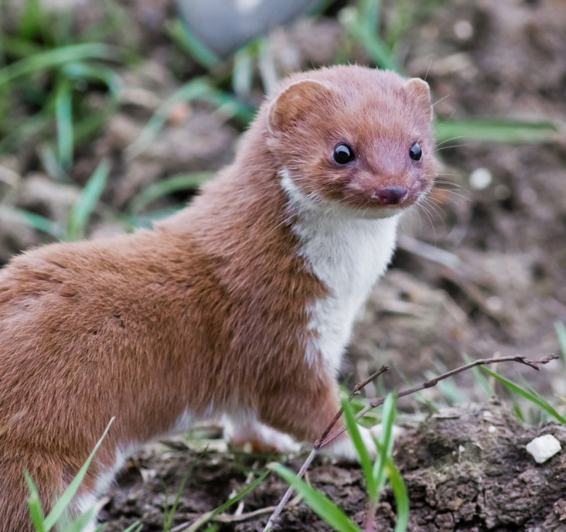 Хорь Лесной Mustela putorius