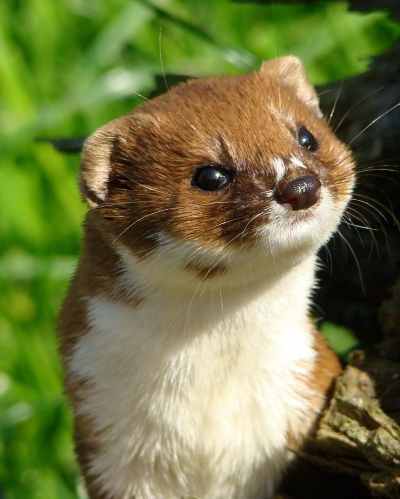 Mustela nivalis