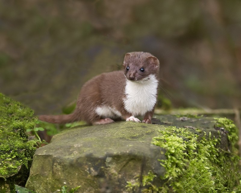 Mustela nivalis