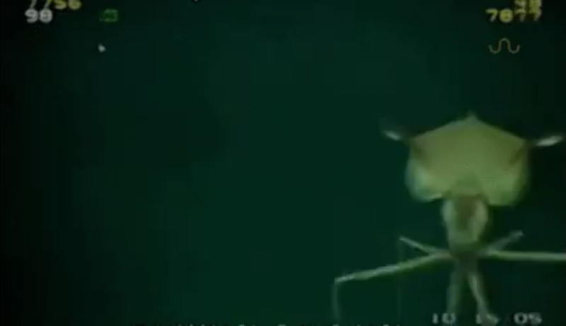 Magnapinna Squid