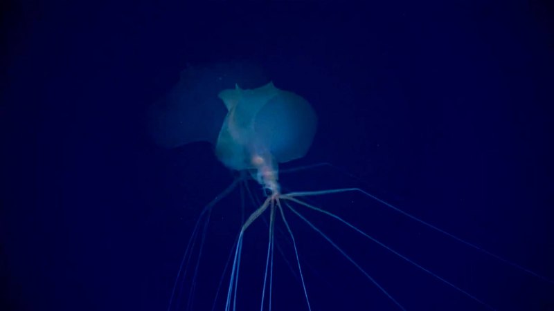 Bigfin Squid
