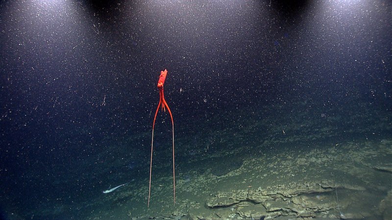 Кальмар Mastigoteuthidae
