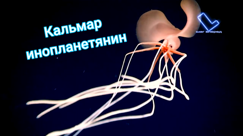 Магнапинна или Bigfin Squid