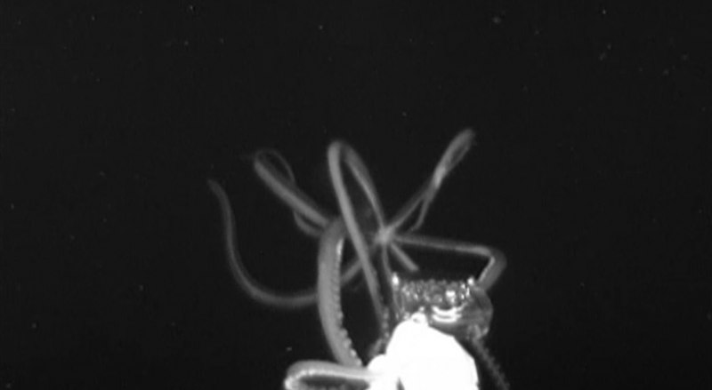 Sepioteuthis lessoniana