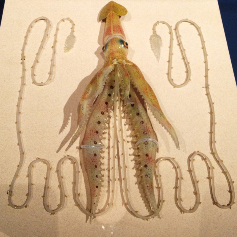 Distant Squid