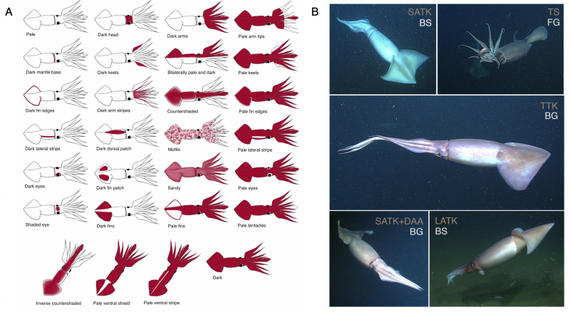 Кальмар Bigfin