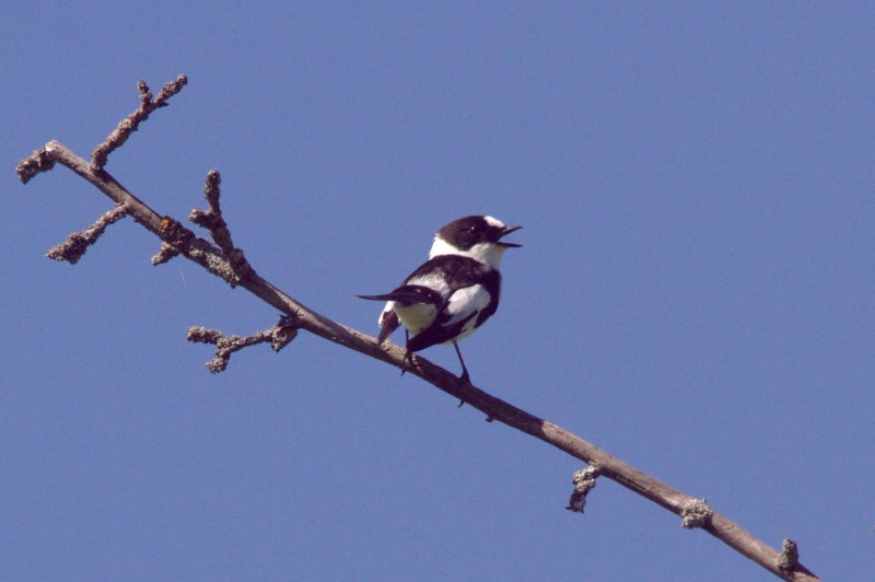 Каменка (Oenanthe leucopyga),