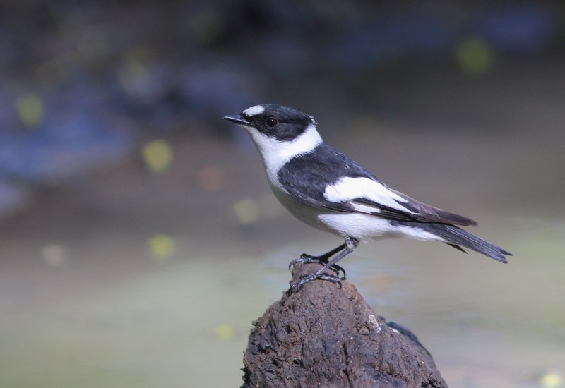 Ficedula albicollis