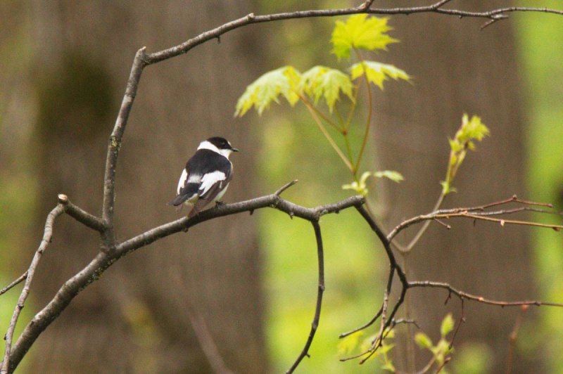 Мухоловка-пеструшка (Ficedula hypoleuca)