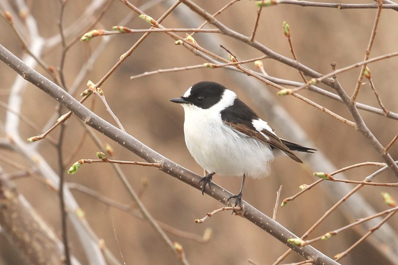 Ficedula albicollis (Collared Flycatcher) (Muscicapa albicollis)