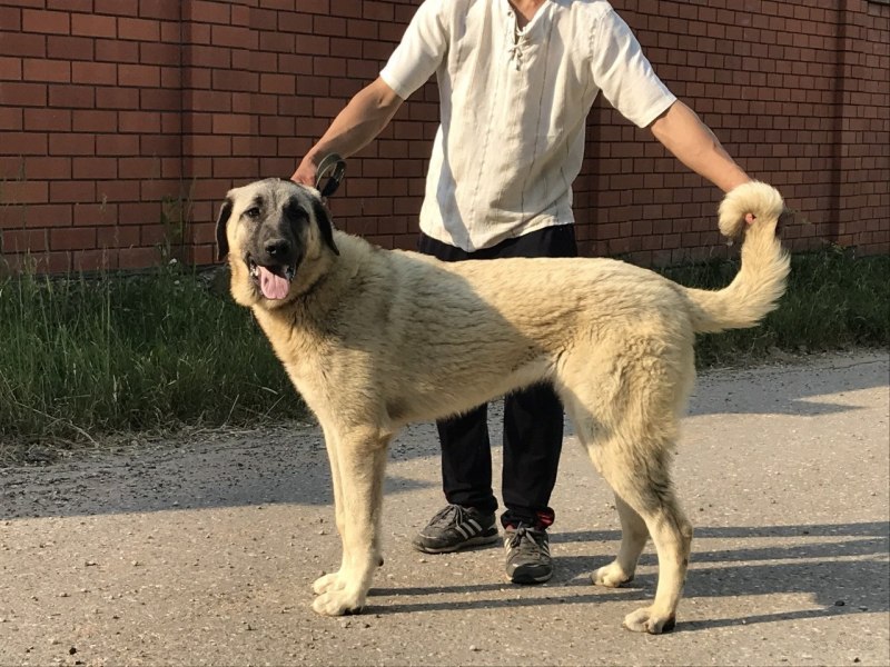 Турецкий кангал