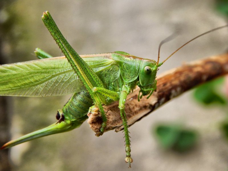 Кузнечик Tettigonia viridissima
