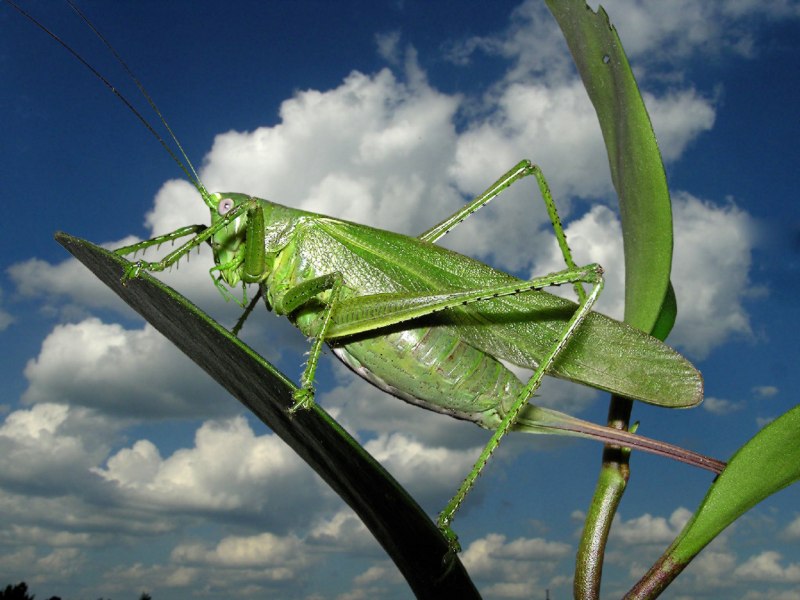 Кузнечик Arachnacris corporalis
