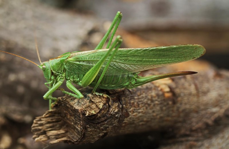 Кузнечик Tettigonia viridissima