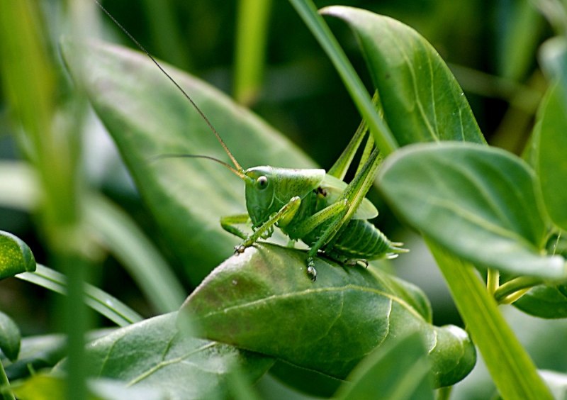 Tettigonia viridissima