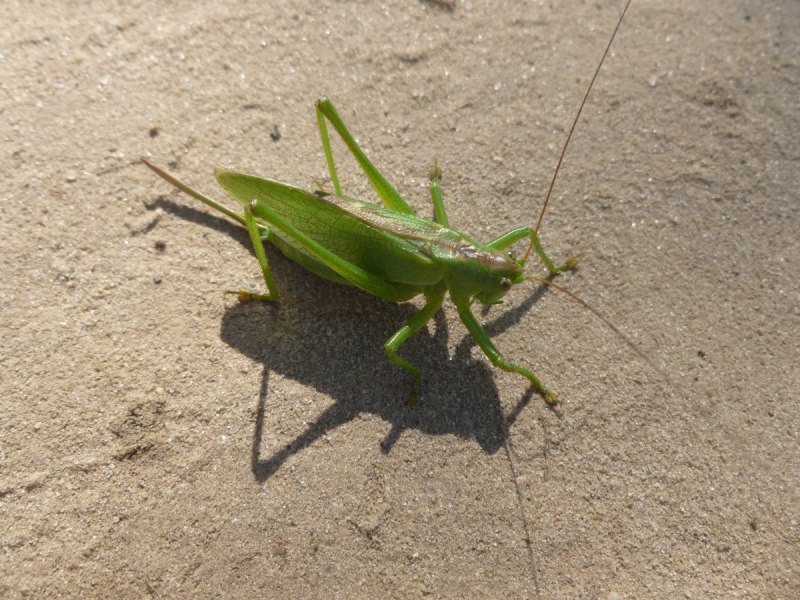 Tettigonia viridissima