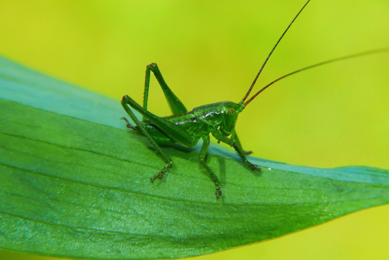 Tettigonia viridissima
