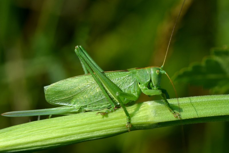 Кузнечик Tettigonia viridissima