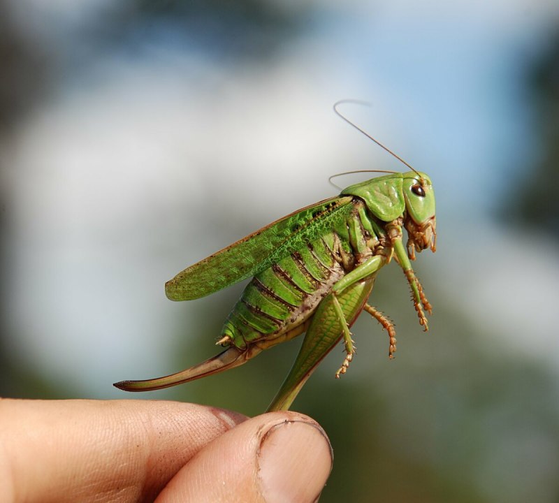 Кузнечик серый (Decticus verrucivorus)