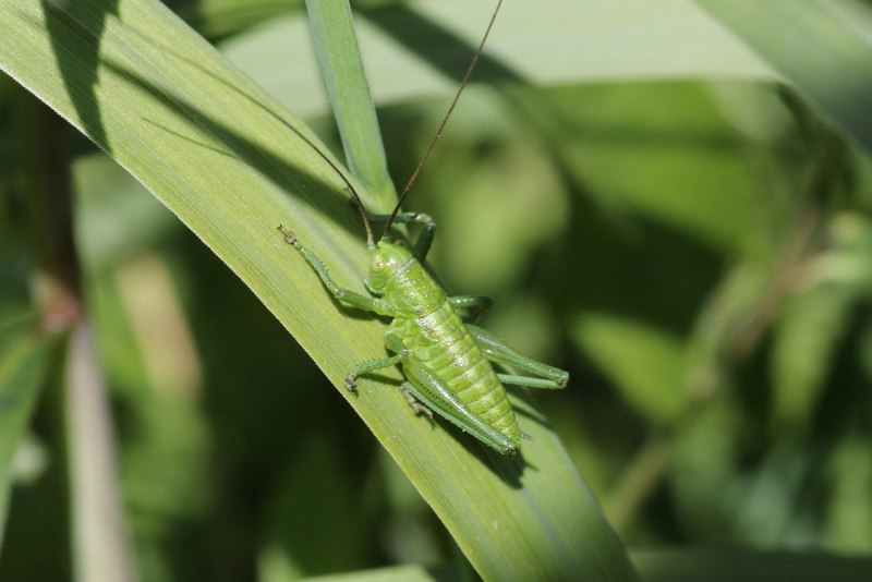 Grasshopper («кузнечик», 1946).