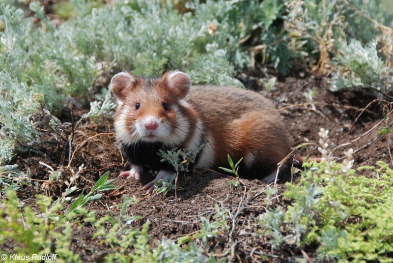 Обыкновенный хомяк Cricetus Cricetus