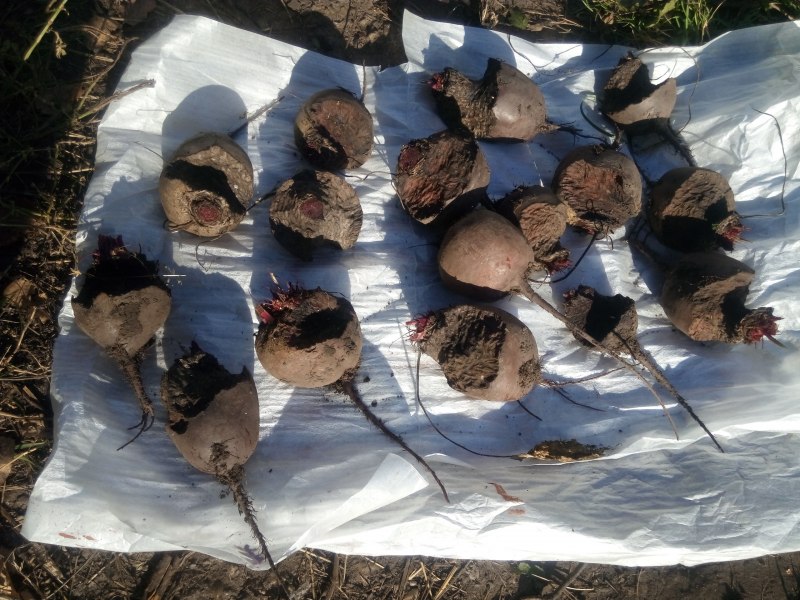 Обыкновенный хомяк Cricetus Cricetus
