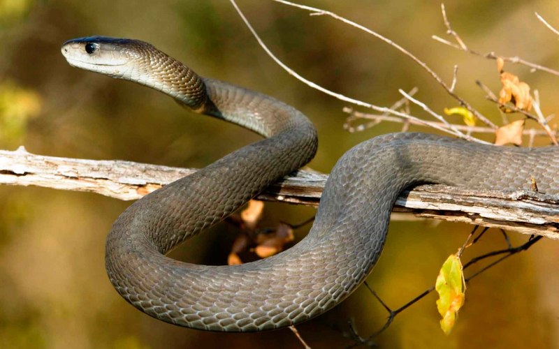 Мамба ядовитая змея (63 фото)