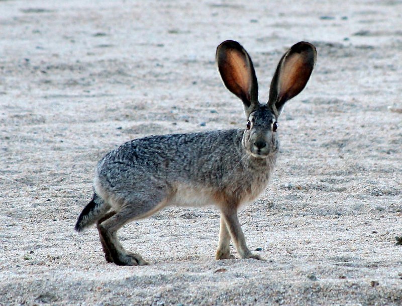 Lepus californicus Gray, 1836 - калифорнийский заяц