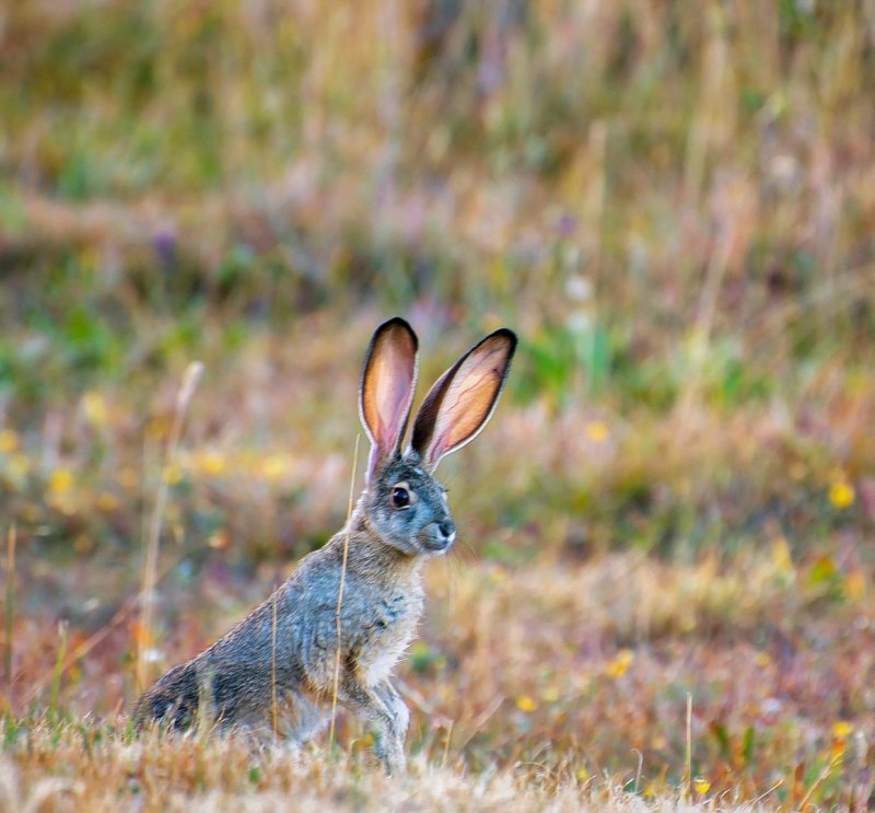Степной кролик Sylvilagus audubonii
