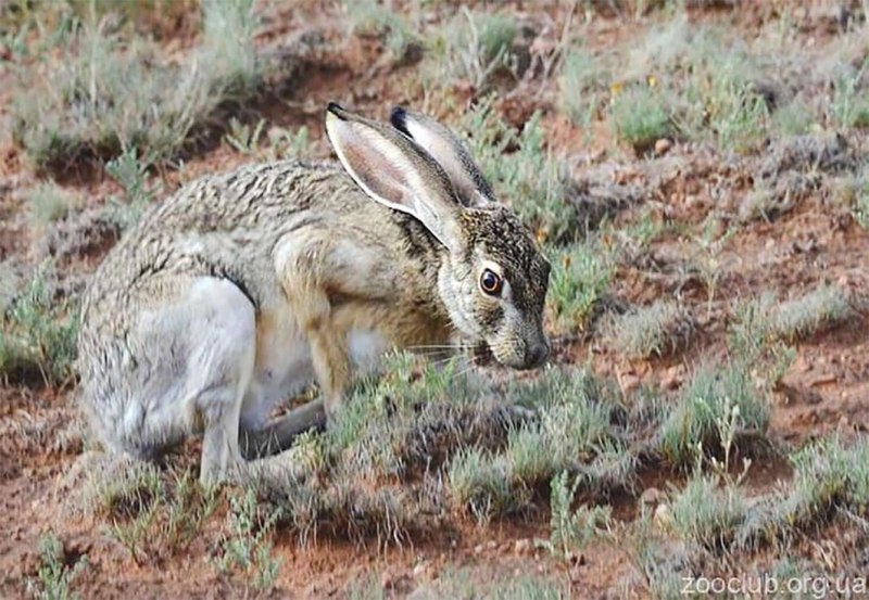 Lepus alleni