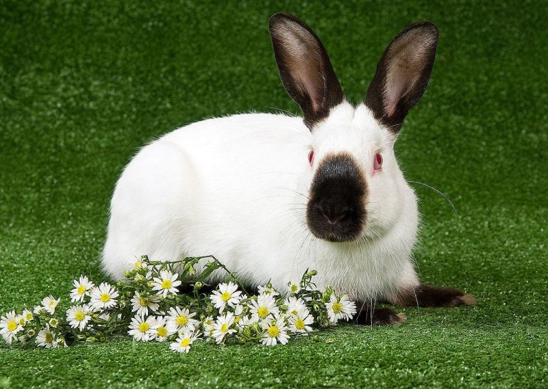 Lepus capensis