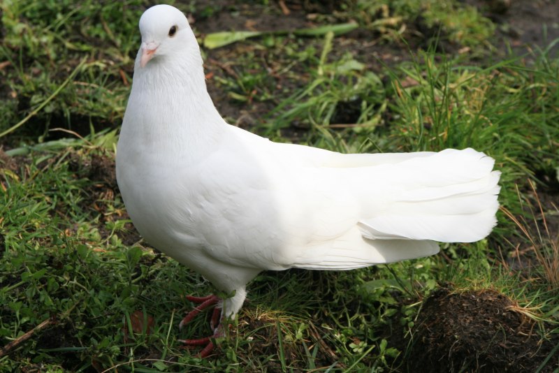 Белый породистый голубь (61 фото)