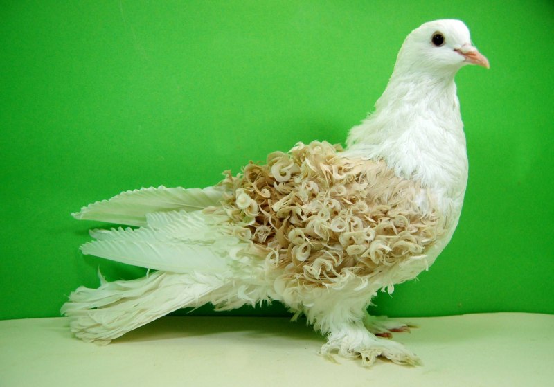 Frillback Pigeon