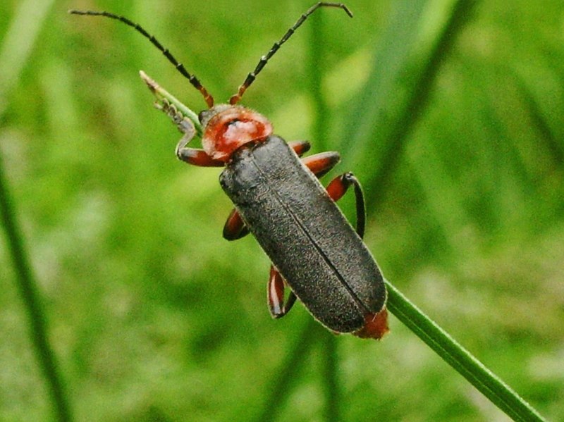 Клоп-солдатик – Pyrrhocoris apterus