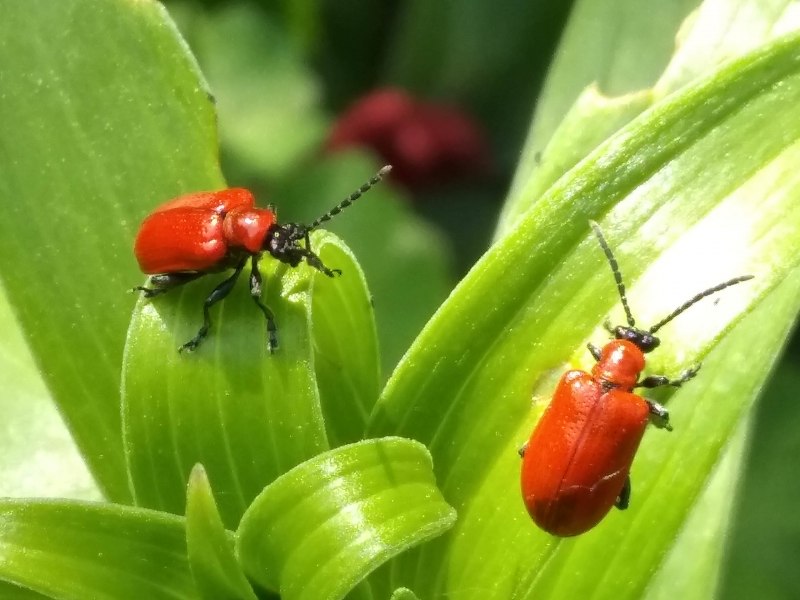Клоп-солдатик Pyrrhocoris