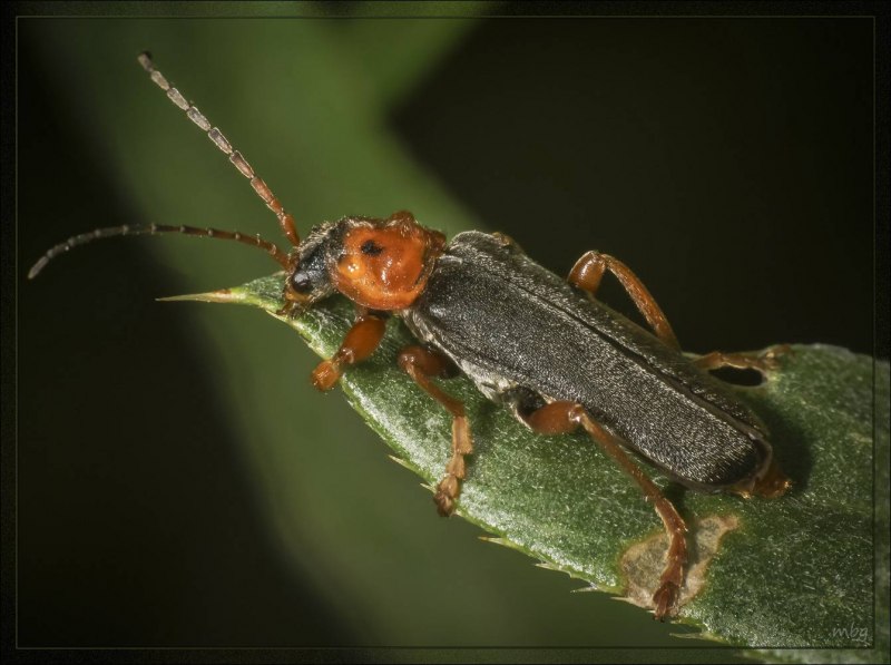 Клоп-солдатик – Pyrrhocoris apterus