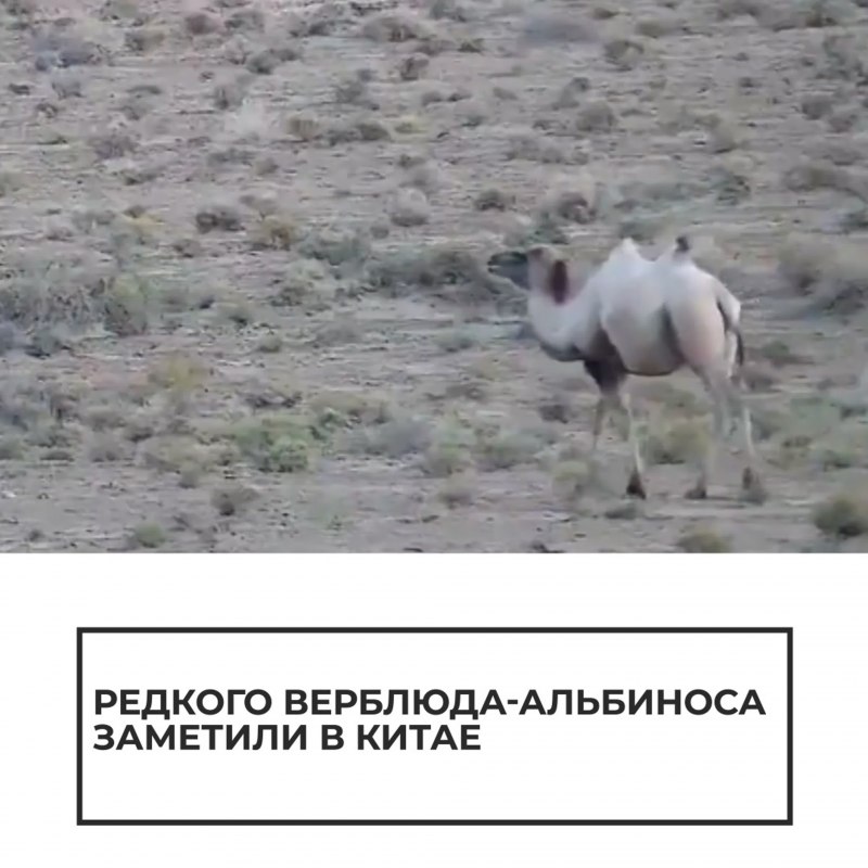 Верблюд двугорбый с детенышем