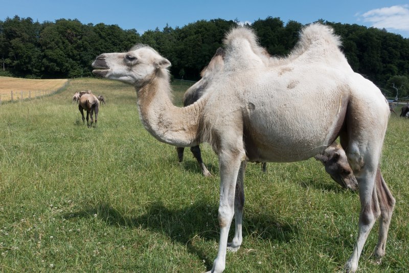 Верблюд (Camelus)