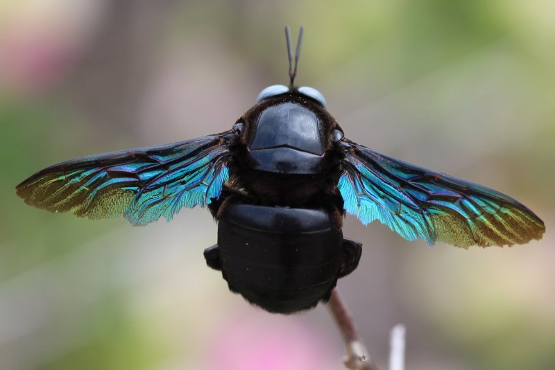 Пчела-плотник Xylocopa